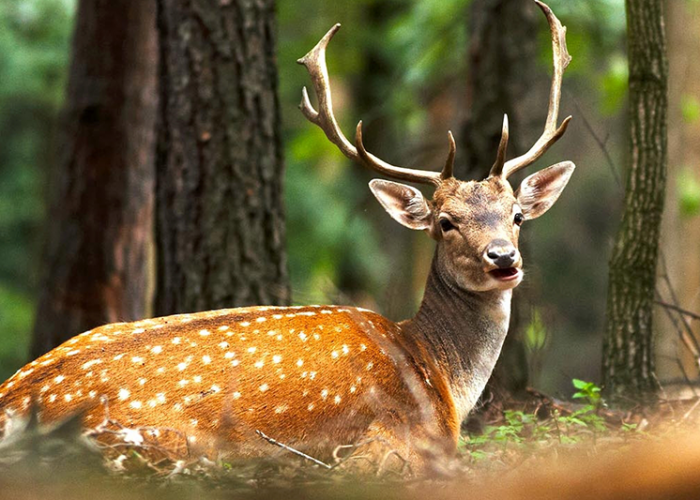 Wild-Life-Tour-In-National-Parks-of-Iran